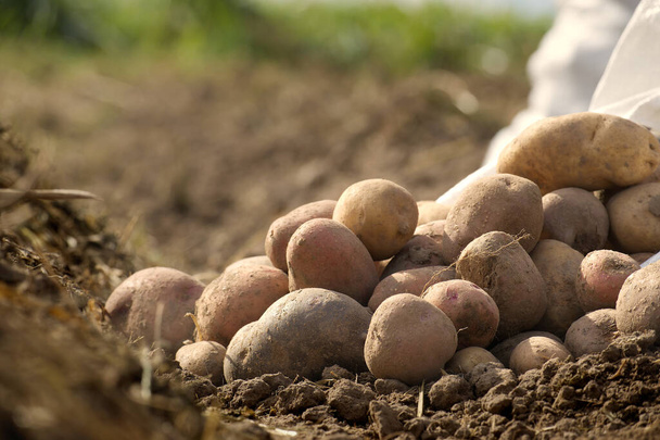 Недавно вырытый картофель на органическом семейном фермерском поле, с низким углом зрения на богатую коричневую землю в концепции выращивания продуктов питания - Фото, изображение