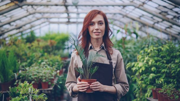 Portrait of attractive young red-haired woman gardener in apron standing inside large greenhouse and holding pot plant. Orcharding, people and growing flowers concept. - Foto, Bild