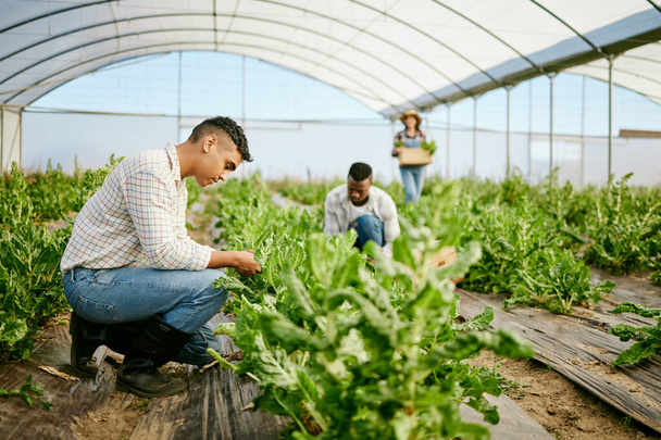 Lleva tiempo y trabajo duro. un grupo de agricultores que trabajan juntos en su invernadero - Foto, imagen