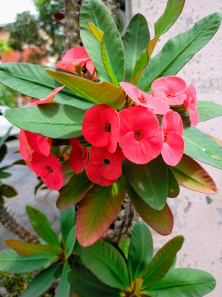 Rode Doornenkroon of Christusdoornbloemen zien er mooi uit in tegenstelling tot groene bladeren - Foto, afbeelding
