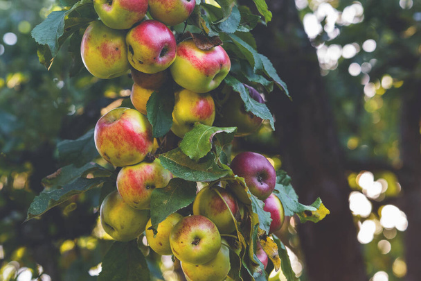 Red apples on a tree. Apple orchard. - Zdjęcie, obraz