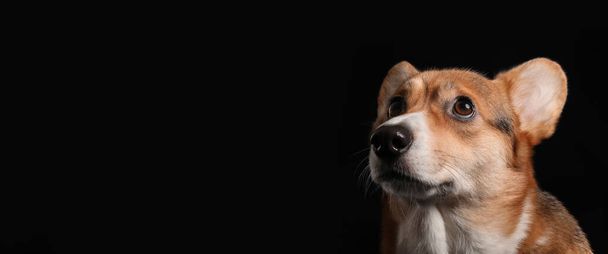 Koyu arkaplanı metin için alanı olan şirin Galli Corgi köpeği - Fotoğraf, Görsel