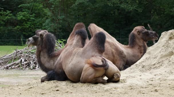 Бактрійські верблюди, Camelus bactrianus - великий, навіть незграбний негустий родом з степу Центральної Азії. Бактрійський верблюд має два горби на спині. - Кадри, відео