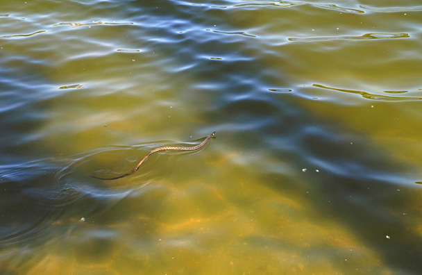 Grass snake natrix natrix swimming in water - Photo, Image