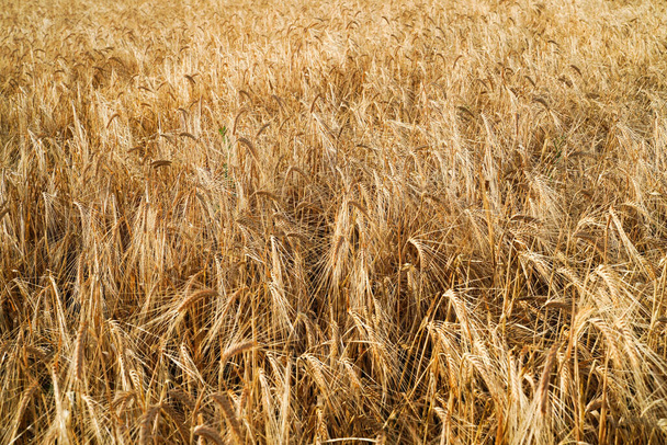 黄金の大麦のフィールド、テクスチャ、背景 - 写真・画像