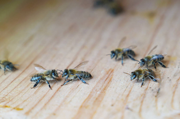 Mehiläiset kävelevät pesän seinämän pinnalla, valikoiva tarkennus - Valokuva, kuva