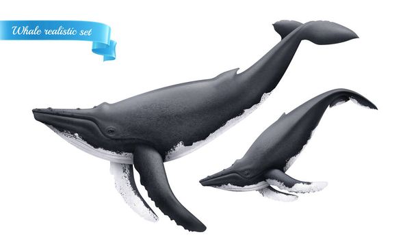 Pare de personajes de ballenas nadadoras grandes y pequeñas aisladas sobre fondo blanco ilustración vectorial realista - Vector, imagen