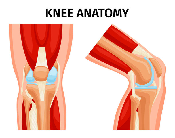 Anatomía de las articulaciones de rodilla humana saludable vistas frontales y laterales conjunto realista ilustración vectorial aislado - Vector, Imagen
