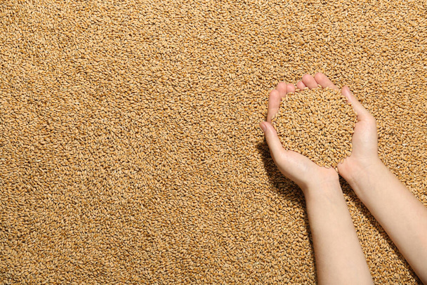 Woman holding wheat over grains, top view - Fotoğraf, Görsel