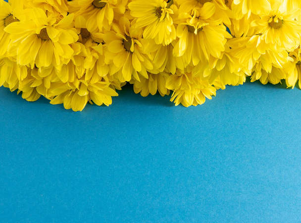 Yellow chrysanthemum flowers. Flower close-up. Floral flowers on blue background. Copy space. - Fotó, kép