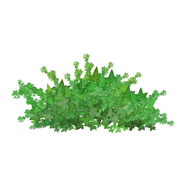 Realistic garden shrub, seasonal bush, boxwood, tree crown bush foliage.Ornamental green plant in the form of a hedge.For decorate of a park, a garden or a green fence. - Vector, imagen