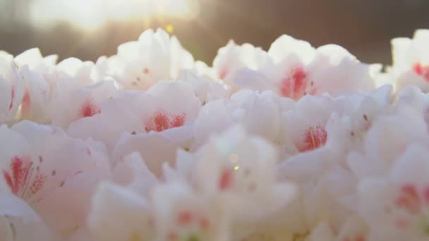 SLOW MOTION, SULJE Up: Auringonsäteet varovasti koskettaa kaunis rehevä kukkivat valkoinen atsalea. Kirkas atsalea kukkii kevätpuutarhassa kultaisessa auringonvalossa. Lämpimät kevään auringonsäteet loistavat atsalean kukkien yli. - Materiaali, video