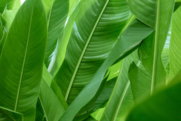 текстура тропического зеленого листа - Фото, изображение