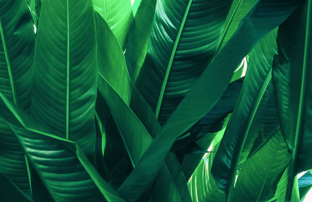 Weicher Fokus grün Blatt Textur Hintergrund Natürliche Tapete - Foto, Bild
