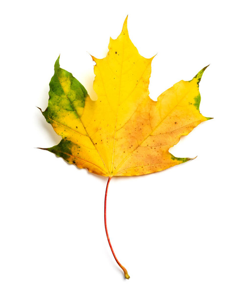 Fall maple leaf isolated on white background. - Photo, Image