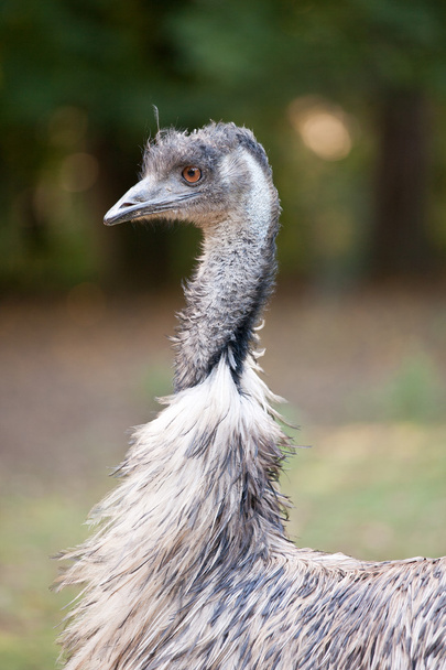 Ostrich - Fotoğraf, Görsel