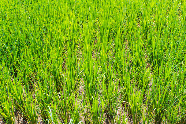 Texture riz paddy
 - Photo, image