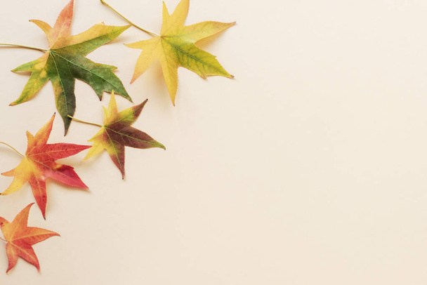 Барвисте осіннє листя на світло-бежевому фоні. Вид зверху, плоский простір, простір копіювання
. - Фото, зображення