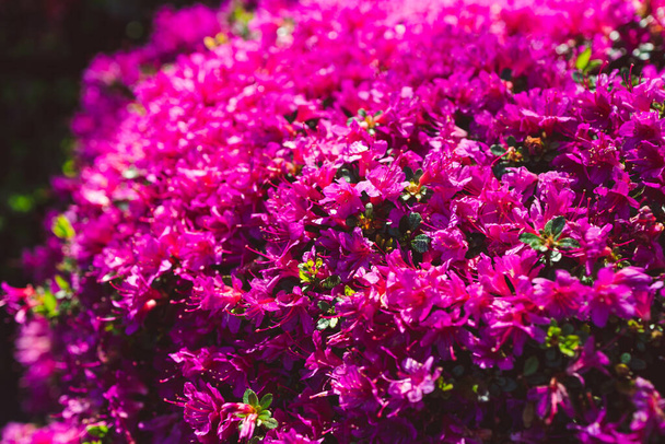azalea plant with purple flowers outdoor in sunny backyard, close-up shot at shallow depth of field - Foto, imagen