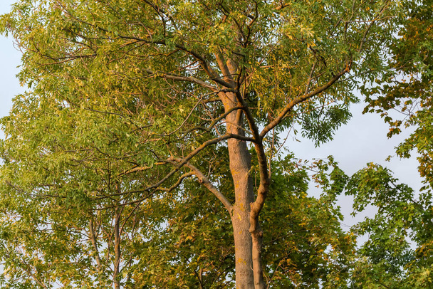 Μεσαίο μέρος του παλιού δένδρου τέφρας, είδος κοινή στάχτη που φωτίζεται το ηλιοβασίλεμα σε φόντο του συννεφιασμένου ουρανού - Φωτογραφία, εικόνα