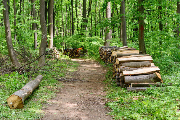 Πεσμένα δέντρα. Η ιδέα της αποψίλωσης. Αποκόμματα, κορμοί και κλαδιά δέντρων μετά την κοπή του δάσους. Η αποψίλωση των δασών, τα νεκρά δέντρα και η δασοκομία. Η αποψίλωση των δασών στη Φρούκα Γκόρα της Σερβίας - Φωτογραφία, εικόνα