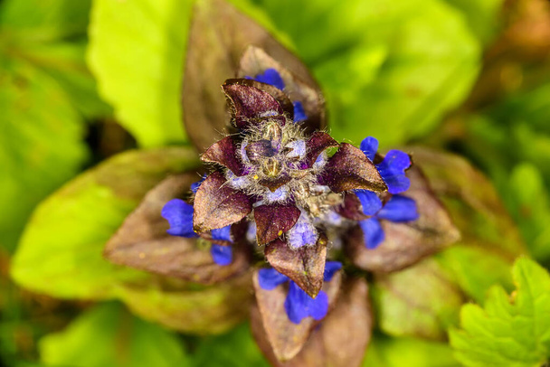 Flowering Blue bugle (Ajuga reptans) plants in wild nature - Photo, Image