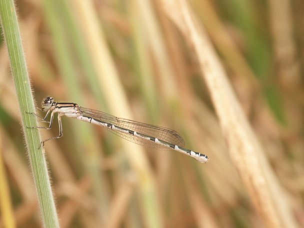 Detailed closeup on a Common bluet damselfly, Enallagma cyathigerum, perched in the vegetation - Photo, Image