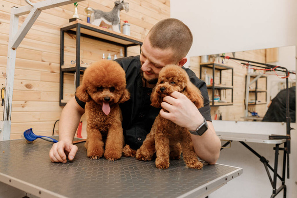 Επαγγελματική αρσενικό groomer με σκυλί pooodle φλυτζάνι τσαγιού στο χώρο εργασίας του στο σαλόνι καλλωπισμού για κατοικίδιο ζώο - Φωτογραφία, εικόνα
