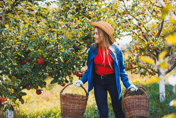 Красивая молодая женщина в шляпе в яблоневом саду в осенний сезон. Осенью женщина собирает урожай в яблоневом саду. Осенний яблоневый сад - Фото, изображение