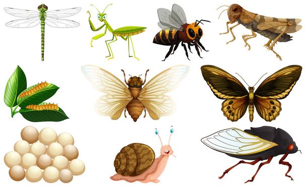 Diferentes tipos de insectos colección ilustración - Vector, imagen
