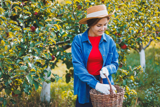 Kaunis nuori nainen hattu omenatarhassa syksyllä. Nainen korjaa omenatarhassa syksyllä. Syksyn omenatarha - Valokuva, kuva