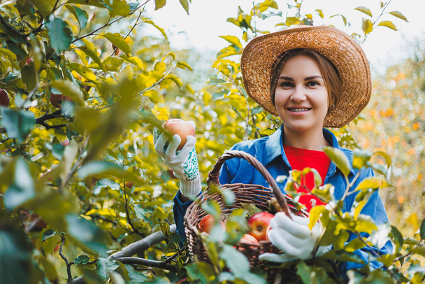 Hermosa joven con sombrero en el huerto de manzanas durante la temporada de otoño. Una mujer está cosechando en un huerto de manzanas en otoño. Huerto de manzanas de otoño - Foto, imagen