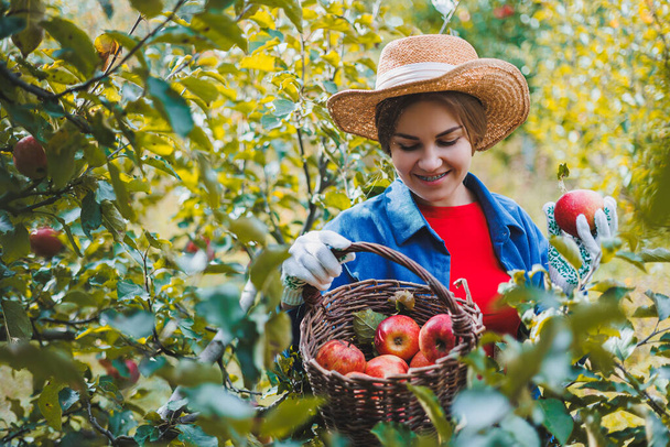 Una mujer recoge jugosas manzanas maduras en una canasta de mimbre en un huerto. La mano de una mujer toma una manzana de una canasta. Cosechar manzanas en otoño - Foto, imagen