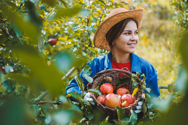Schöne Frau mit Hut und Hemd im herbstlichen Garten mit reifen Äpfeln im Korb und lächelnd. Eine Frau sammelt reife Äpfel. Apfelernte im Herbst - Foto, Bild