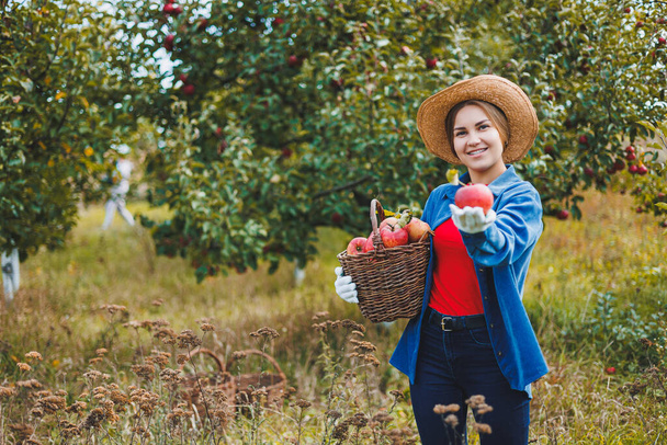 Kaunis nainen hattu ja paita syksyllä puutarhassa pitäen kypsiä omenoita korissa ja hymyillen. Nainen kerää kypsiä omenoita. Omenoiden korjuu syksyllä - Valokuva, kuva