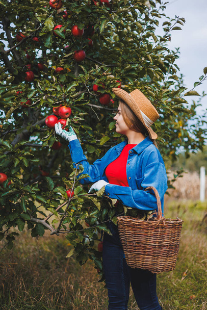 Hermosa mujer en sombrero y camisa en el jardín de otoño sosteniendo manzanas maduras en cesta y sonriendo. Una mujer recoge manzanas maduras. Cosechar manzanas en otoño - Foto, imagen