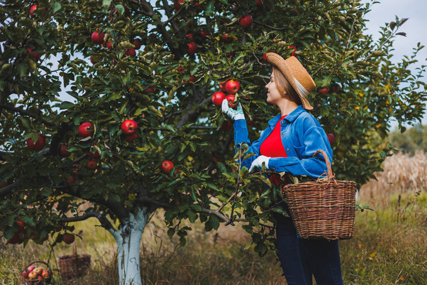 Portrait of a beautiful woman picking apples in an orchard. Holding a basket of apples. He wears a stylish shirt and a straw hat. Harvesting apples in the garden in autumn - Photo, image