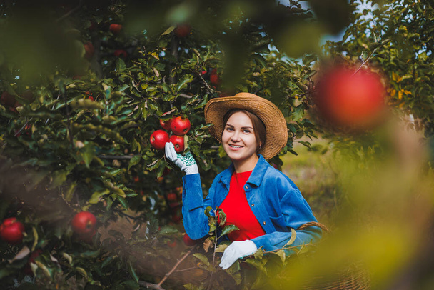 Retrato de una hermosa mujer recogiendo manzanas en un huerto. Sostiene una cesta de manzanas. Lleva una camisa elegante y un sombrero de paja. Cosechar manzanas en el jardín en otoño - Foto, imagen