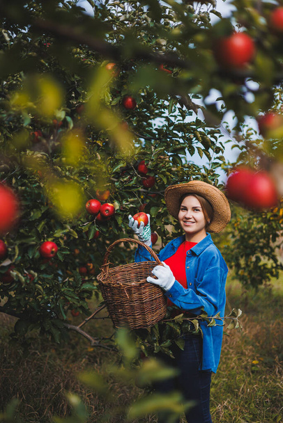 Retrato de una hermosa mujer recogiendo manzanas en un huerto. Sostiene una cesta de manzanas. Lleva una camisa elegante y un sombrero de paja. Cosechar manzanas en el jardín en otoño - Foto, imagen