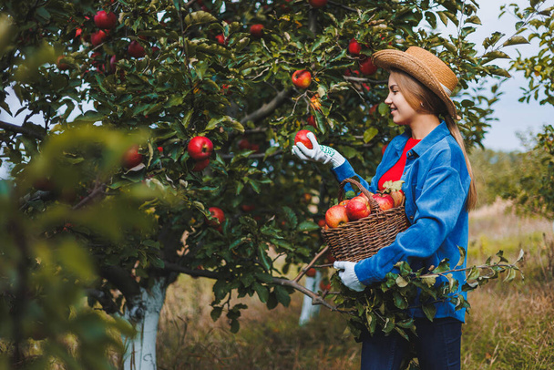 Женщина собирает сочные спелые яблоки в плетеной корзине в саду. Женская рука берет яблоко из корзины. Сбор яблок осенью - Фото, изображение