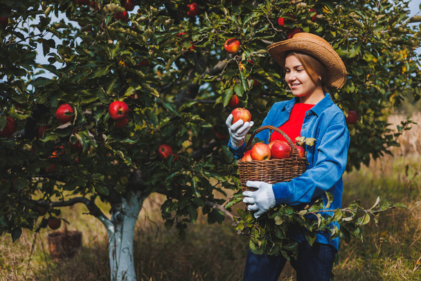 Una hermosa joven con sombrero está recogiendo manzanas rojas en una canasta en un huerto. Cosechando manzanas en un jardín orgánico. Recogida de manzanas de otoño - Foto, imagen