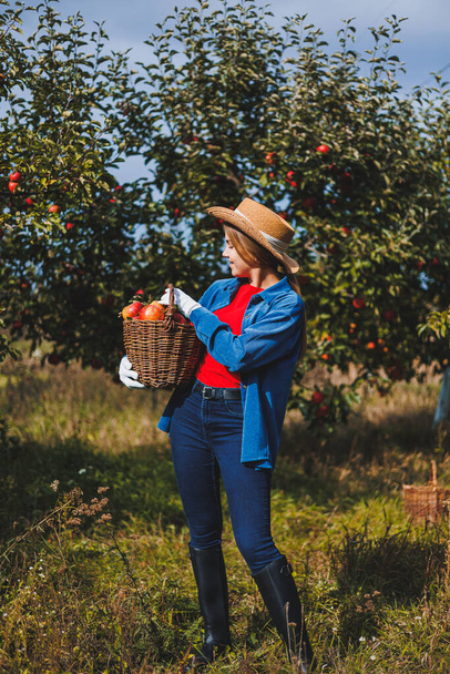 Een vrouw verzamelt sappige rijpe appels in een rieten mand in een boomgaard. De hand van een vrouw neemt een appel uit een mand. Appelen oogsten in de herfst - Foto, afbeelding