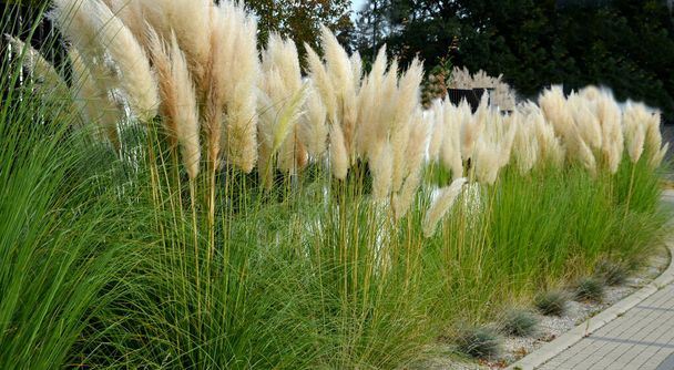 também conhecido como grama pampas ou pampas dicotyledon, é uma grama perene resistente originalmente da América do Sul que cresce até 120 cm de altura, na rua em frente a cercas de casa em um canteiro de flores - Foto, Imagem
