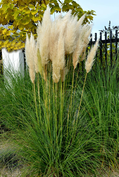 znany również jako pampas trawy lub pampas dicotyledon, jest solidna wieloletnia trawa pochodzi z Ameryki Południowej, która rośnie do 120 cm wysokości, na ulicy przed ogrodzenia domu w klombie - Zdjęcie, obraz