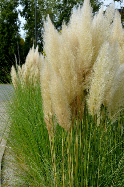 conosciuto anche come pampas erba o pampas dicotiledone, è una robusta erba perenne originaria del Sud America che cresce fino a 120 cm di altezza, nella strada di fronte a recinzioni casa in una aiuola - Foto, immagini
