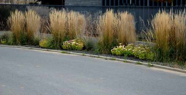 улицы с серыми заборами из кормовых садов. Цветочные клумбы выстроились. облитый шифер. сея многолетние растения и травы - Фото, изображение