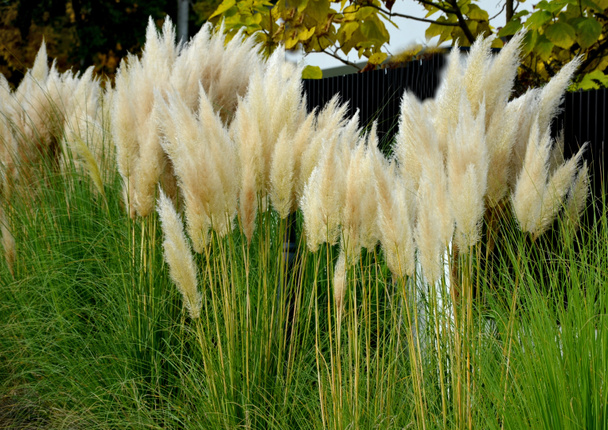 znany również jako pampas trawy lub pampas dicotyledon, jest solidna wieloletnia trawa pochodzi z Ameryki Południowej, która rośnie do 120 cm wysokości, na ulicy przed ogrodzenia domu w klombie - Zdjęcie, obraz
