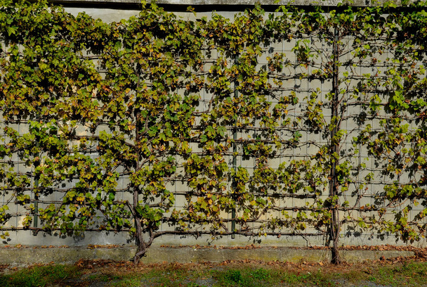 cultivation of wine grapes of fashionable variety. The vine is attached to a metal lattice wire fence on a concrete wall. trellis holds the shape of a tree. cut gardening shears - Photo, Image