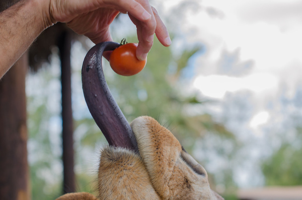 キリンの舌がトマトをキャッチ. - 写真・画像
