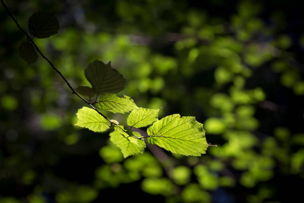 Een hazelaar tak in een herfst hazelnoot tuin. Een prachtige tak van hazelaar met groene bladeren. Corylus avellana is een plant uit de berkenfamilie ("Betulaceae").. - Foto, afbeelding